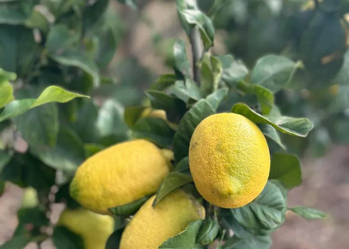 Casa Malee بيت ضيافة كالهيتا