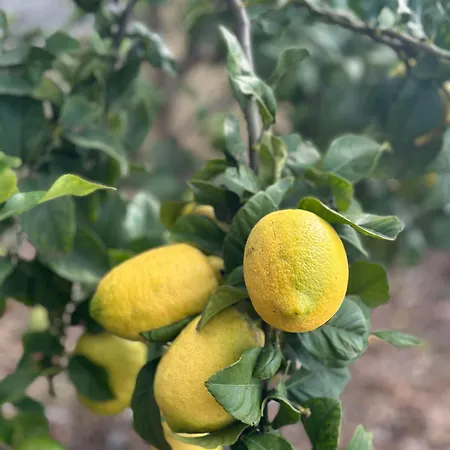 Casa Malee Pensionat Calheta (Madeira)